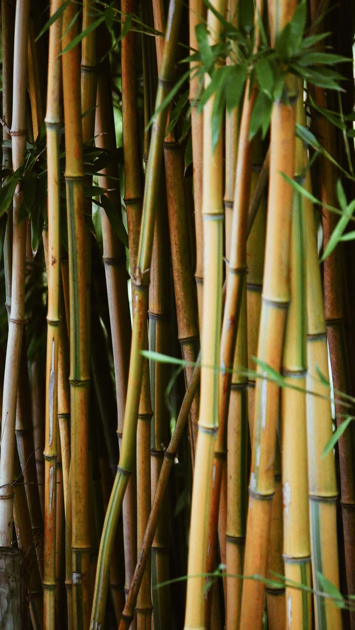 La fibre de bambou pour votre linge de lit ?